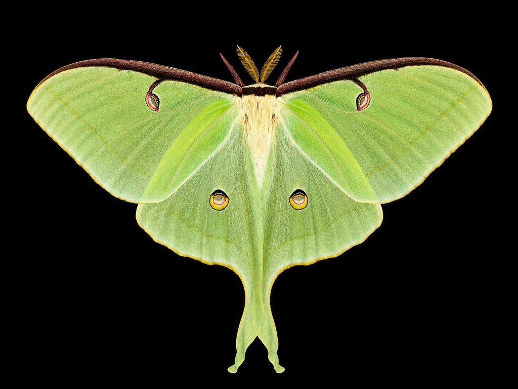 Luna Moth Cocoon- Actias Luna