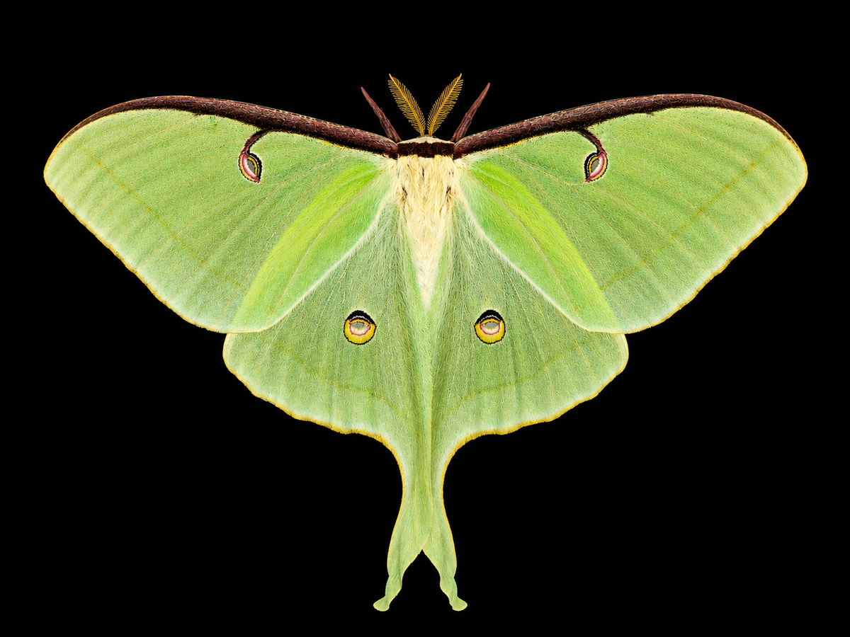 Luna Moth Cocoon- Actias Luna