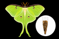 2027 Spring Pre Order 12+ Luna Moth Eggs- Aticus Luna
