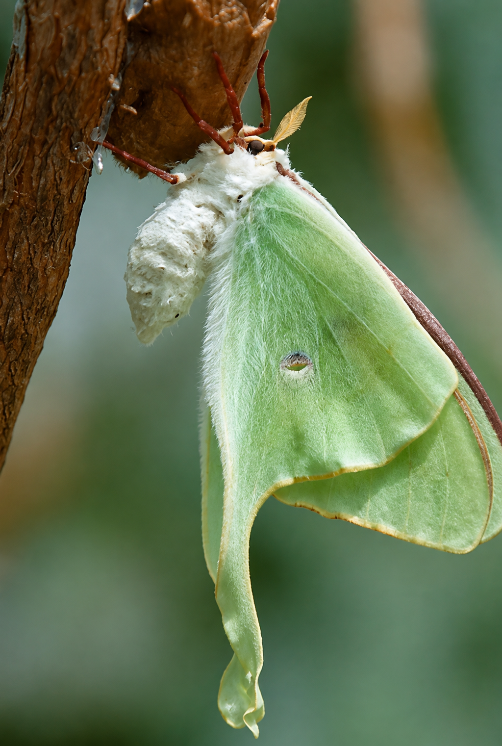 Luna Moth Cocoon- Actias Luna