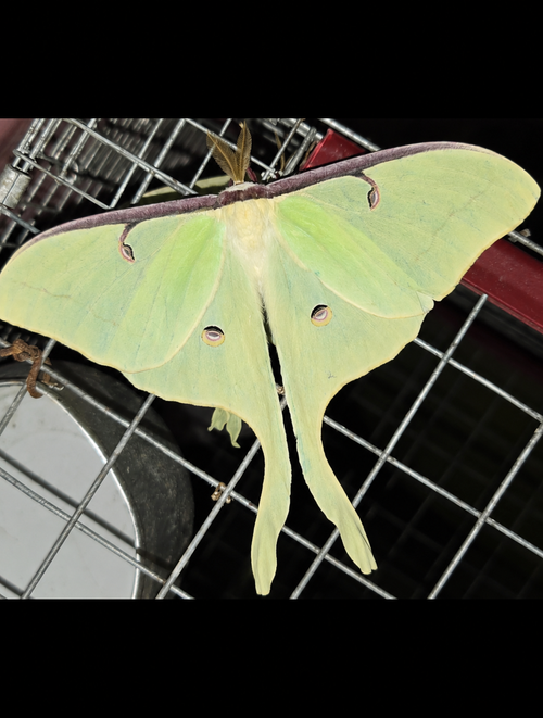 2027 Spring Pre Order 12+ Luna Moth Eggs- Aticus Luna