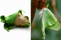 Luna Moth Cocoon- Actias Luna