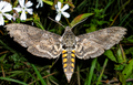 Tabacco Hornworm pupa