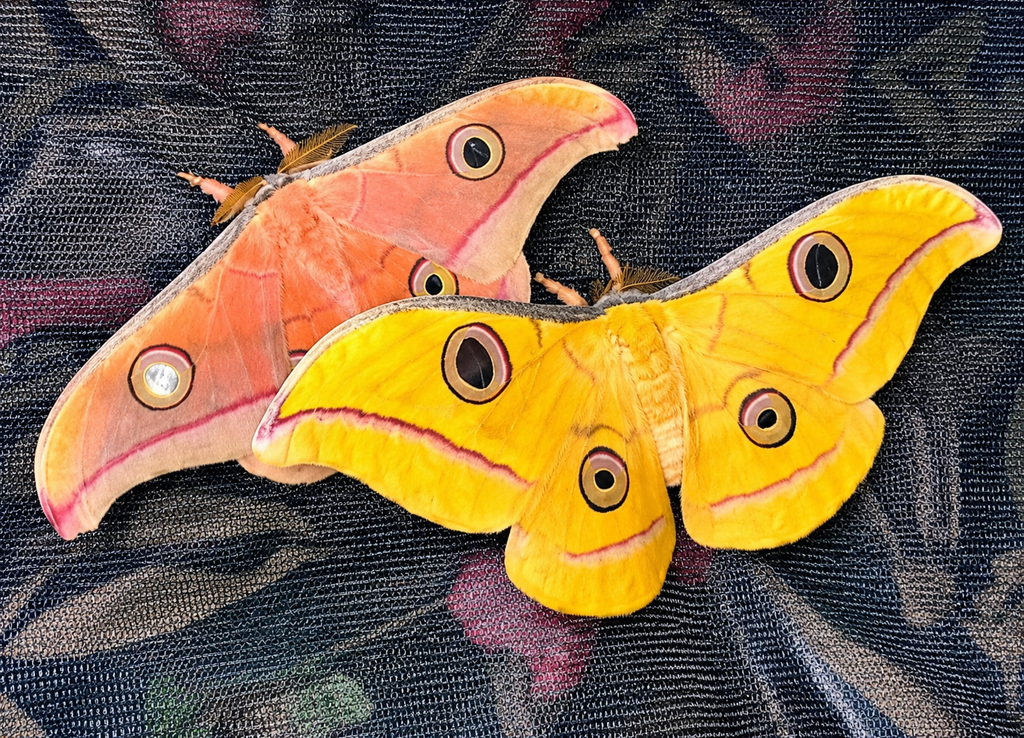 Tasar Giant Silkmoth Eggs