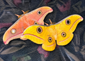 Tasar Giant Silkmoth Eggs