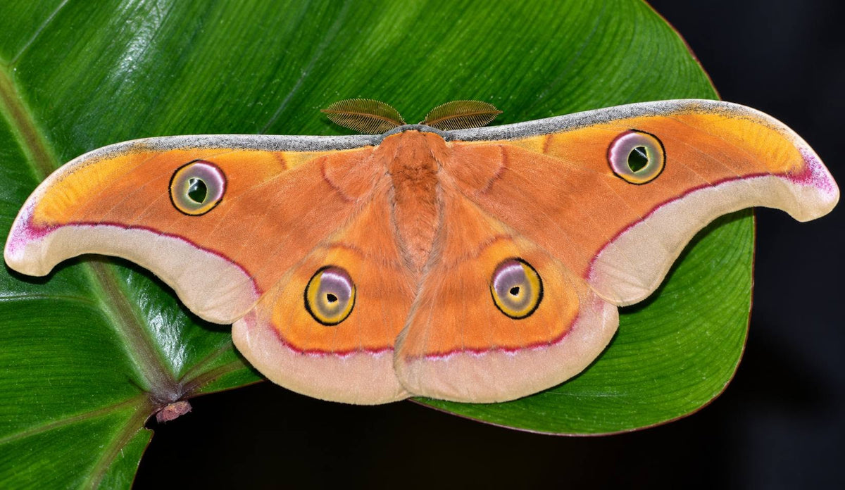 Tasar Giant Silkmoth Eggs