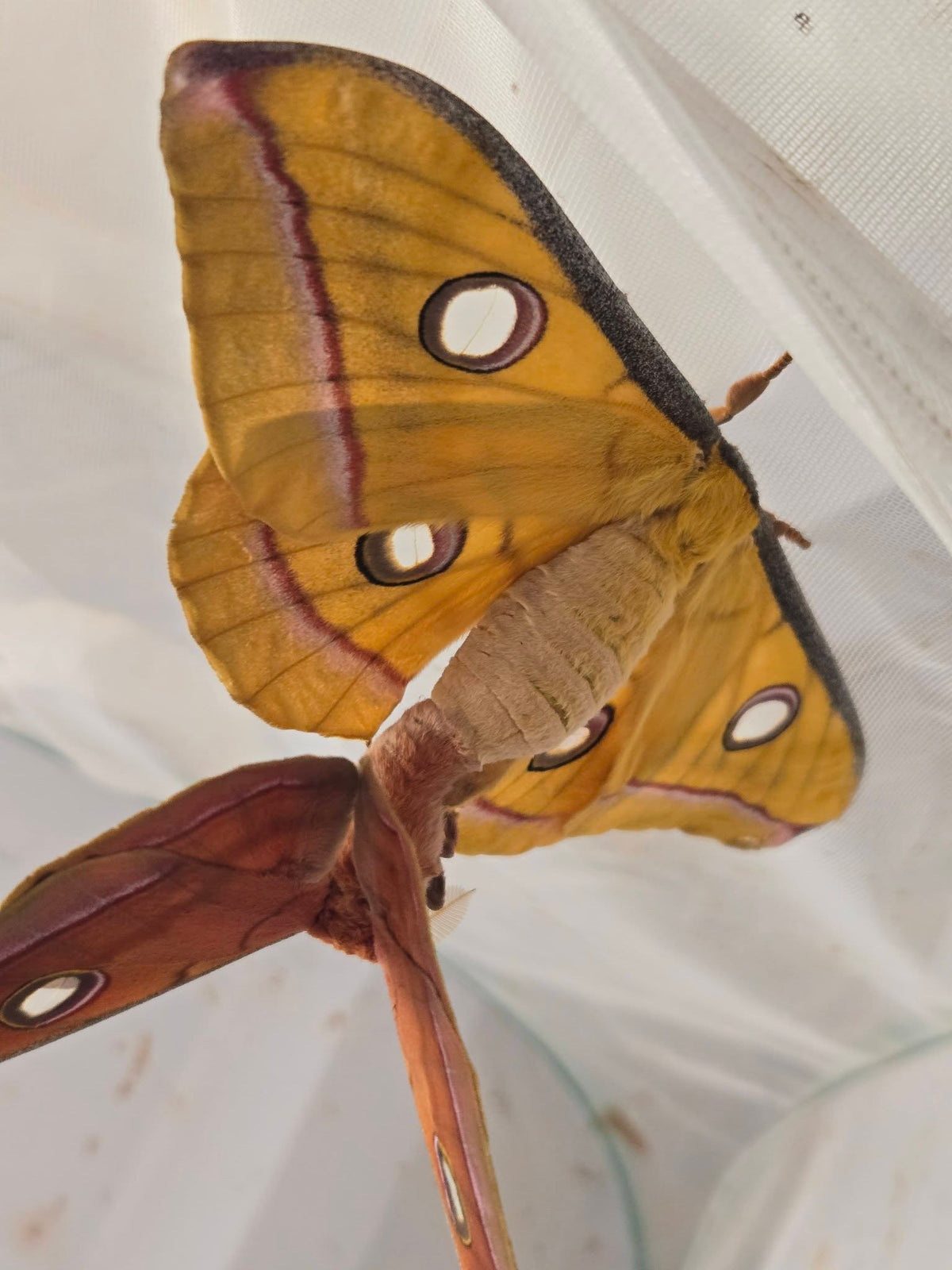 Tasar Giant Silkmoth Eggs