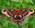 Cecropia Moth Cocoon