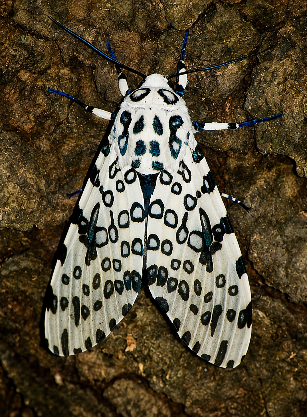2027 Pre Order 20+ Giant Leopard Moth Eggs- FREE SHIPPING