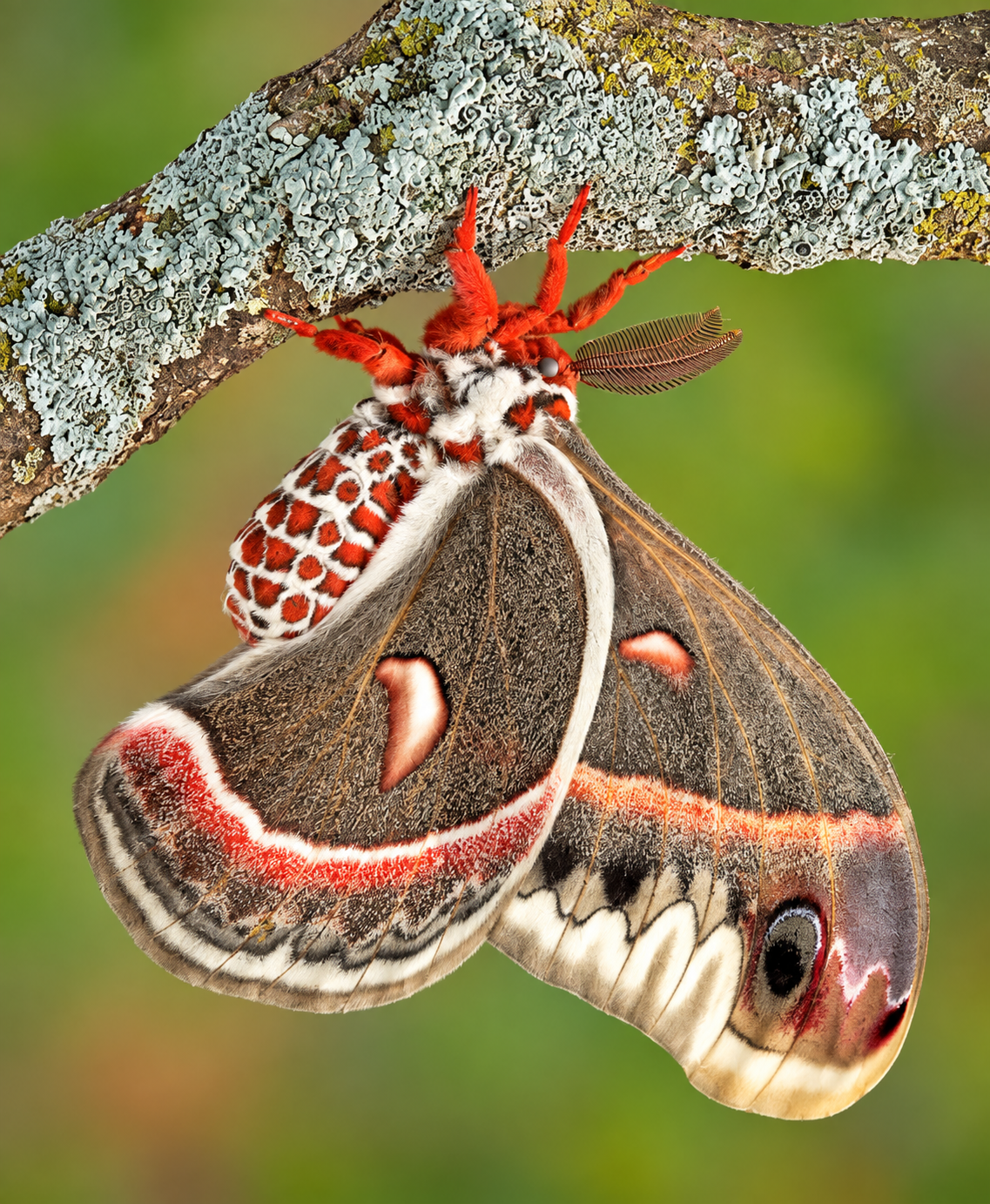 Cecropia Moth Cocoon