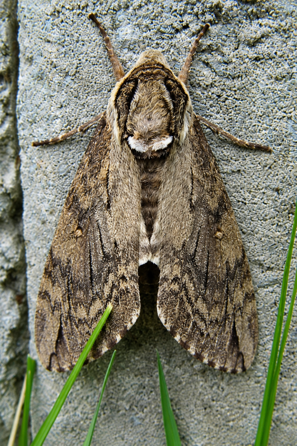 Catalpa Sphinx Moth Pupa