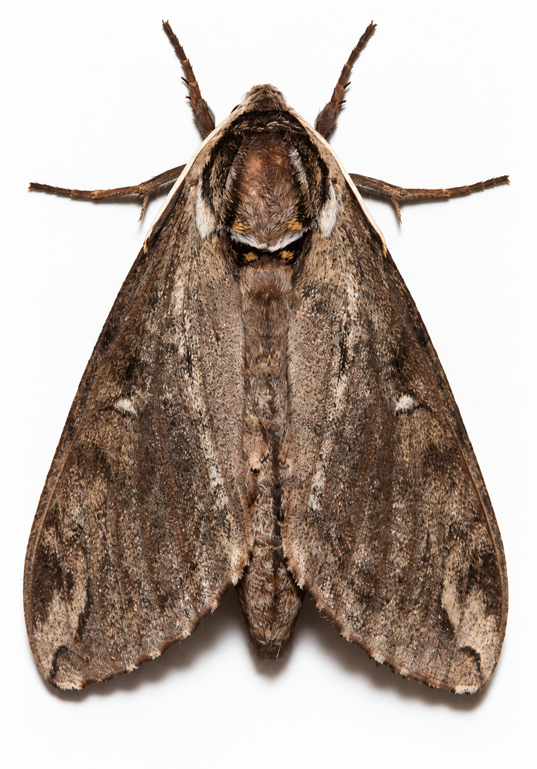 Catalpa Sphinx Moth Pupa
