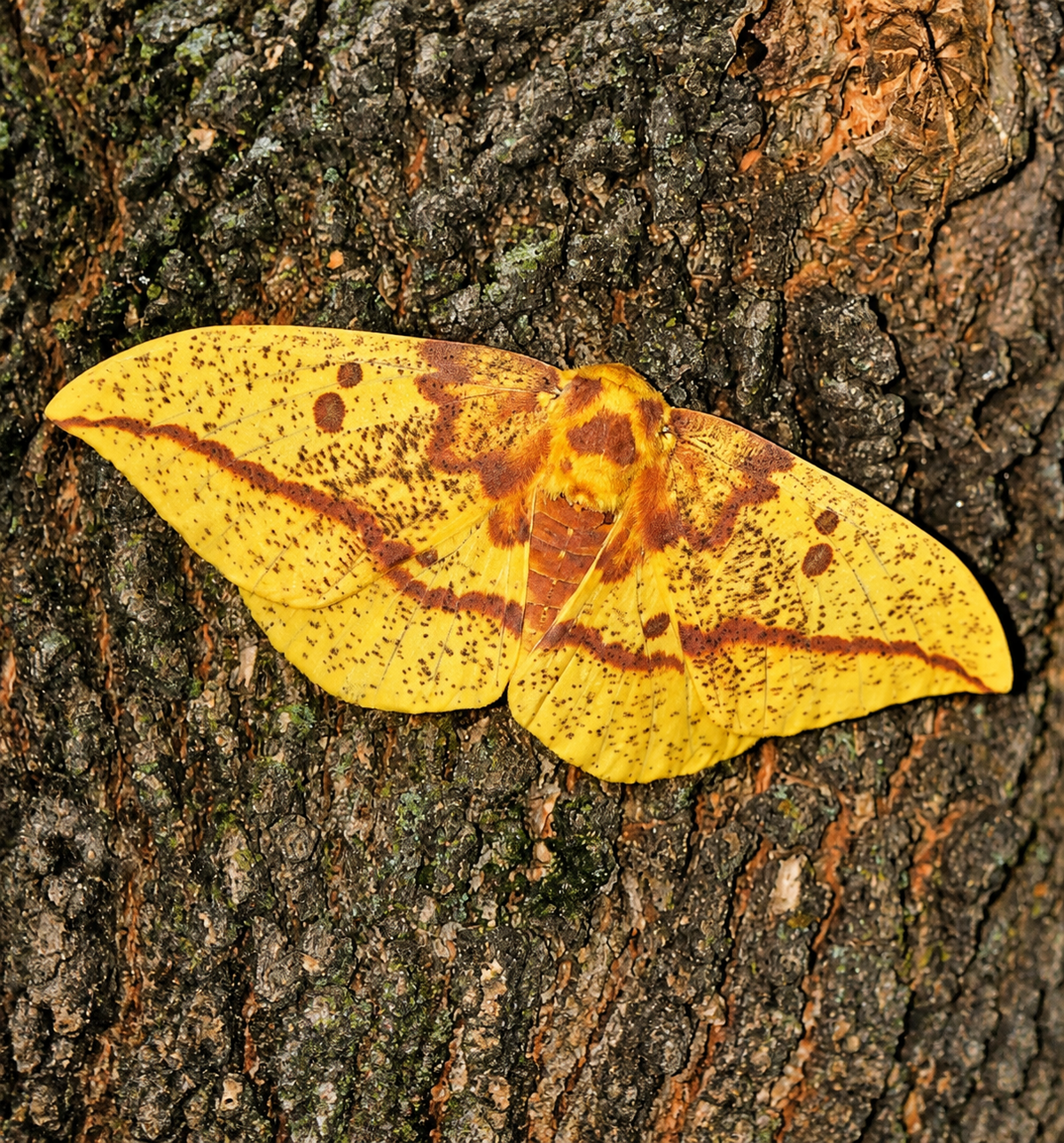 2027 Spring Pre Order 12+ Imperial Moth Eggs FREE SHIPPING
