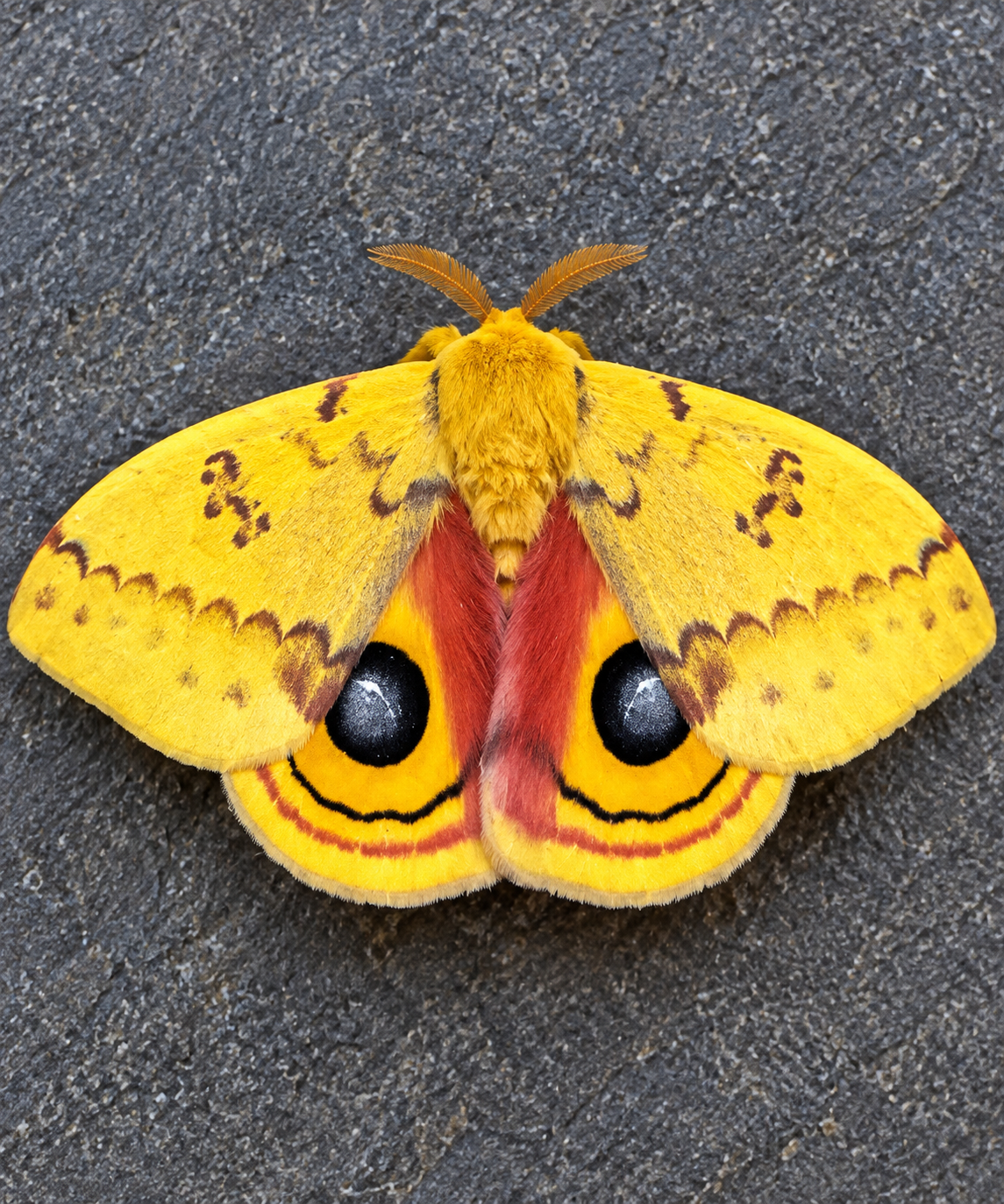 2027 Pre Order 12+ Io Moth Eggs- FREE SHIPPING