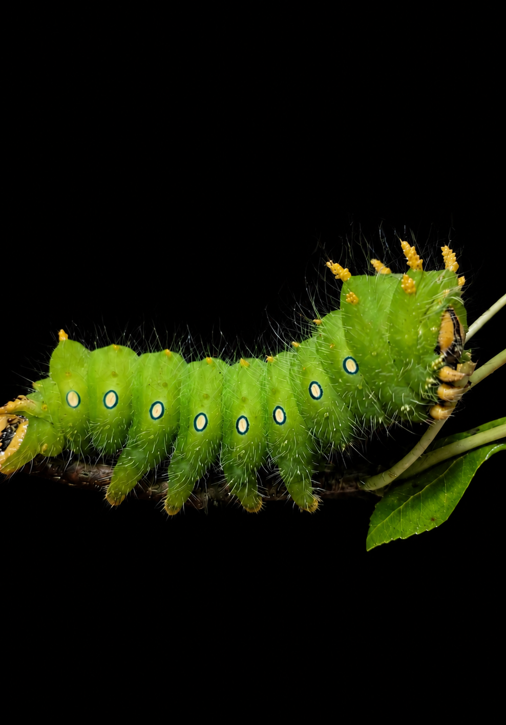 2027 Spring Pre Order 12+ Imperial Moth Eggs FREE SHIPPING