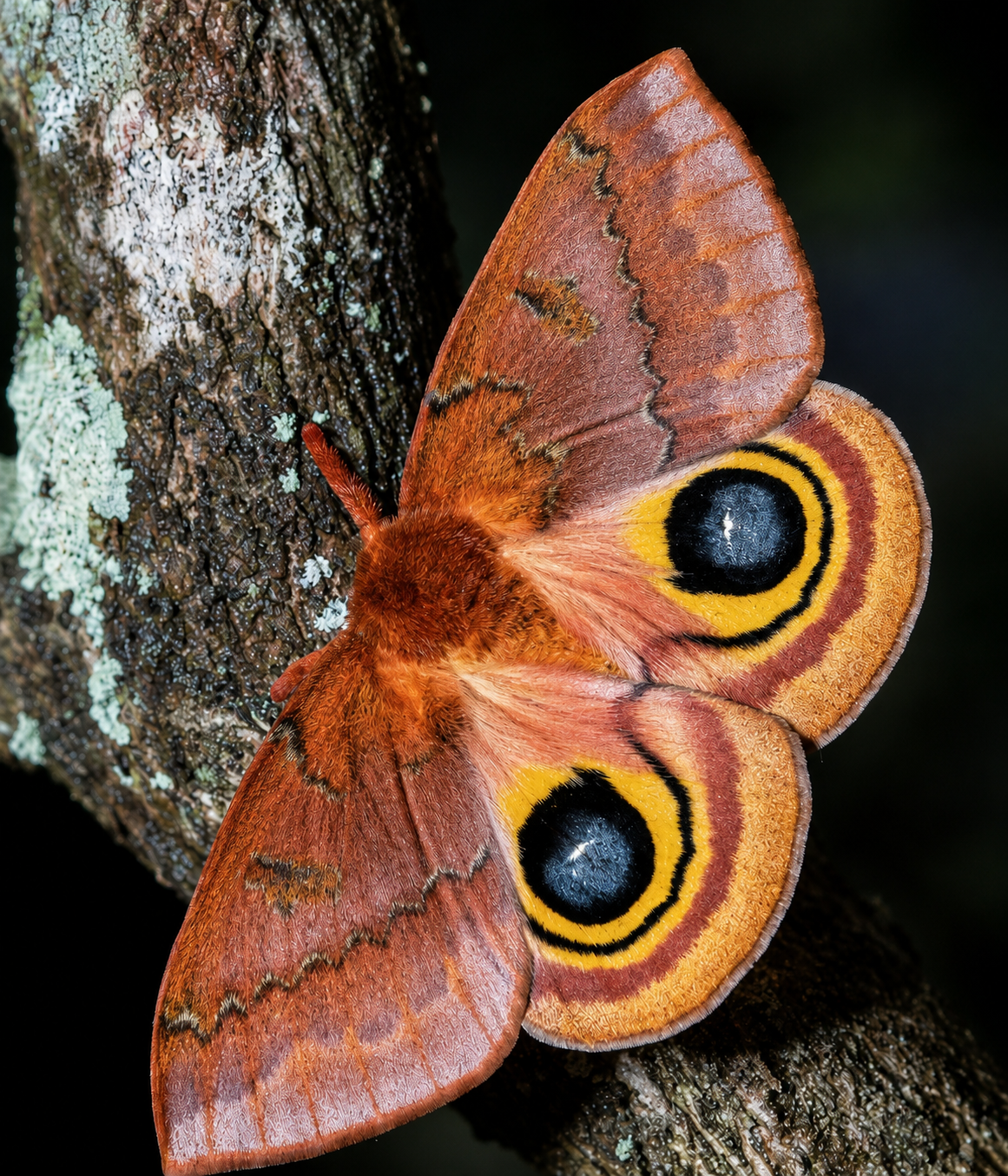 2027 Pre Order 12+ Io Moth Eggs- FREE SHIPPING