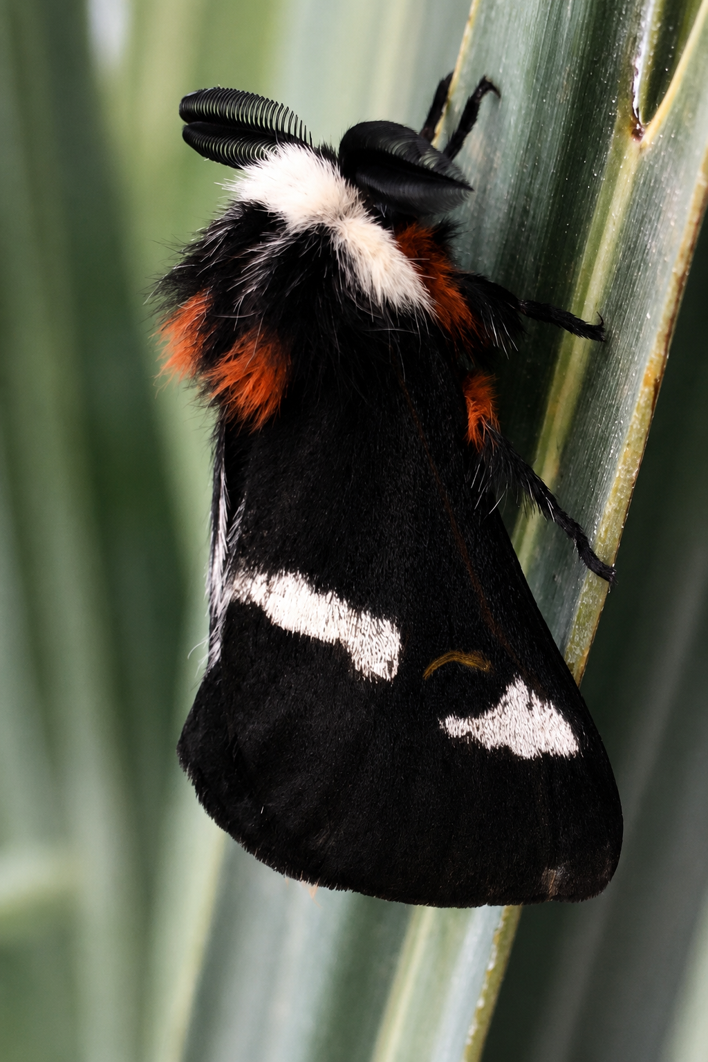Buck moth pupa NOT in diapause - Hemileuca maia