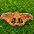 2027 Spring Pre order 12+ Polyphemus Moth Eggs FREE SHIPPING