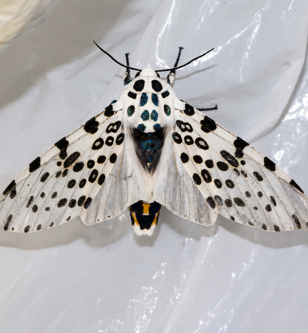 2027 Pre Order 20+ Giant Leopard Moth Eggs- FREE SHIPPING
