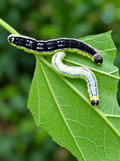 Catalpa Sphinx Moth Pupa