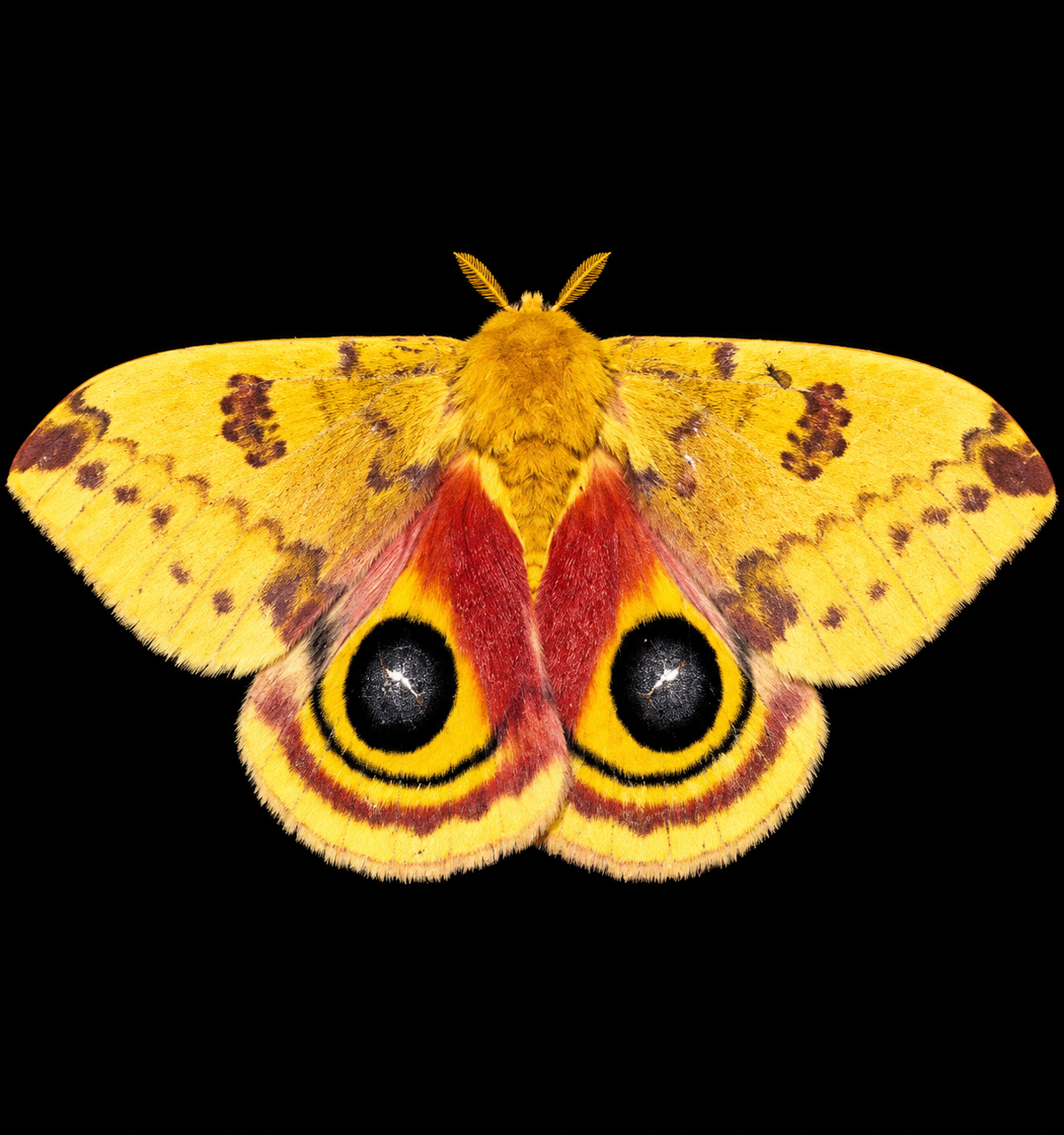2027 Pre Order 12+ Io Moth Eggs- FREE SHIPPING