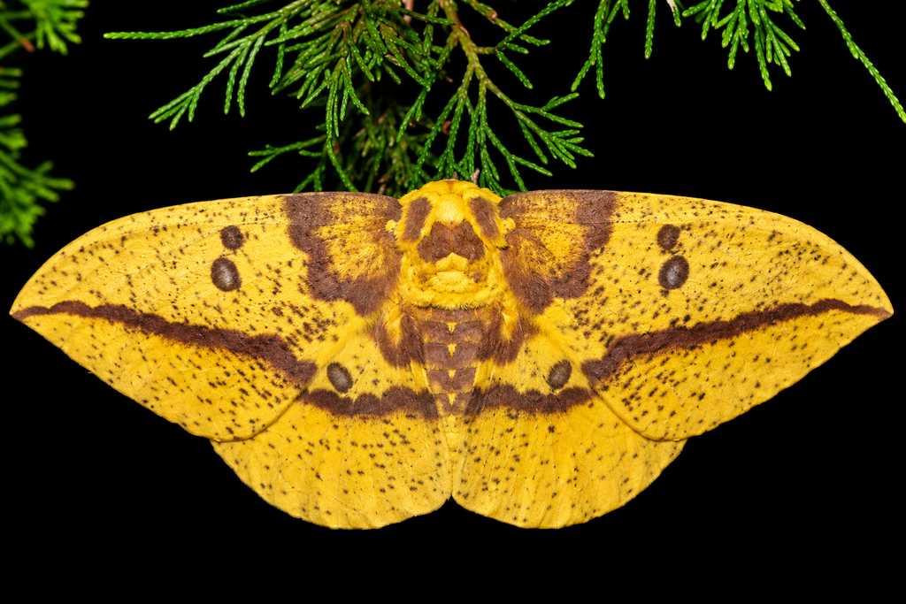 2027 Spring Pre Order 12+ Imperial Moth Eggs FREE SHIPPING