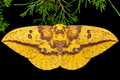 2027 Spring Pre Order 12+ Imperial Moth Eggs FREE SHIPPING