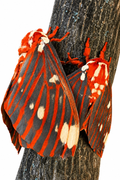 2027 Spring Pre order 12+ Regal Moth Eggs FREE SHIPPING