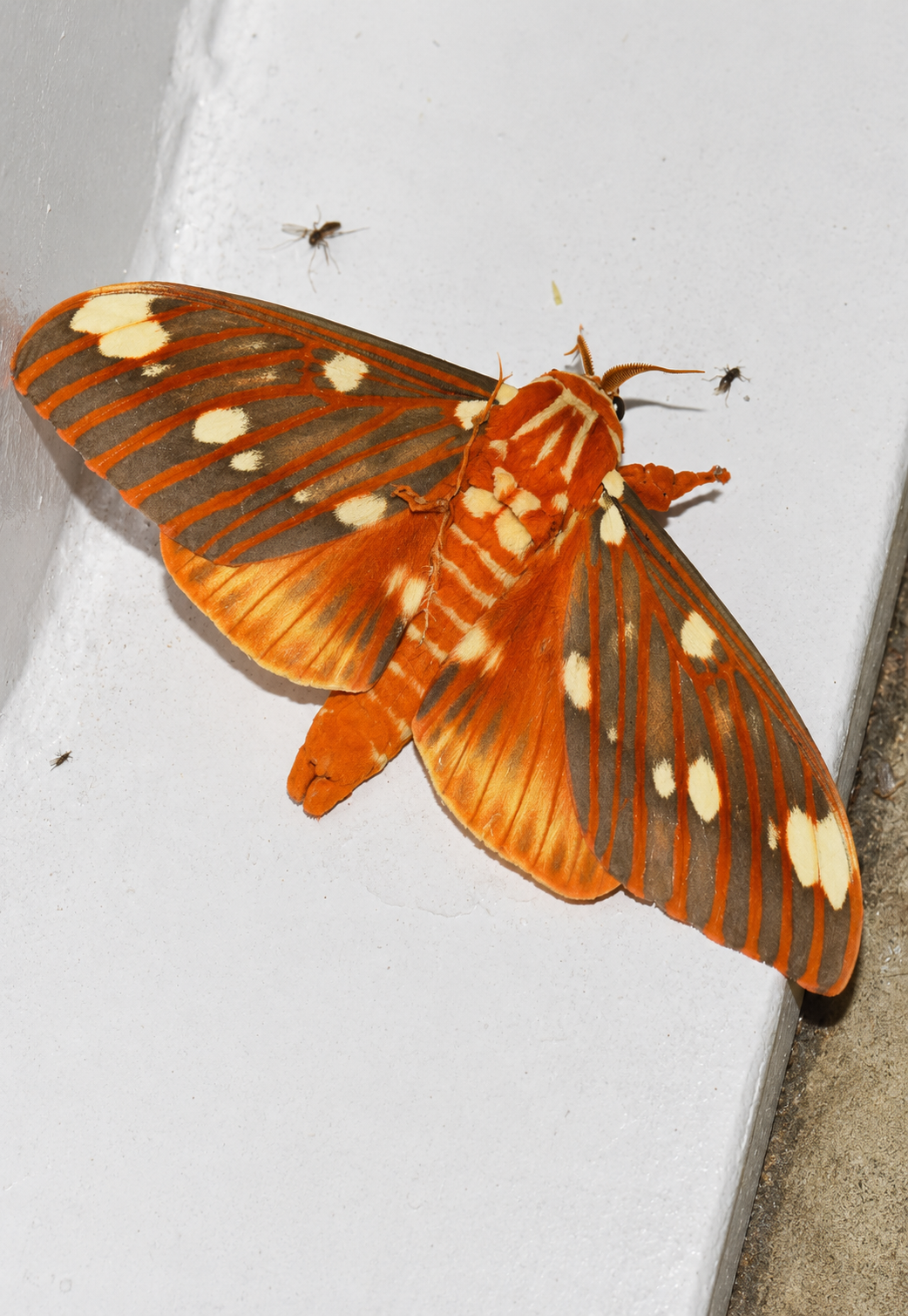 2027 Spring Pre order 12+ Regal Moth Eggs FREE SHIPPING