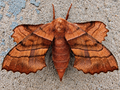 2027 Spring Pre order 12+ Walnut Sphinx Eggs FREE SHIPPING