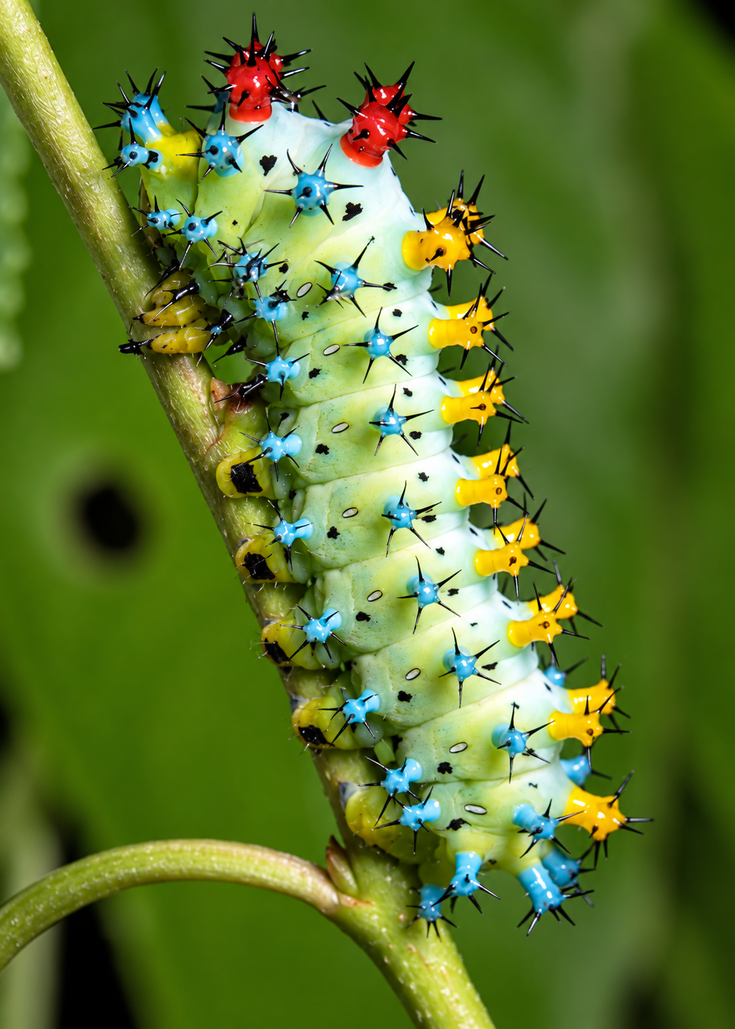 2027 Spring Pre Order 12+Cecropia Moth Eggs FREE SHIPPING