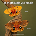 Io Moth Cocoon- Automeris io