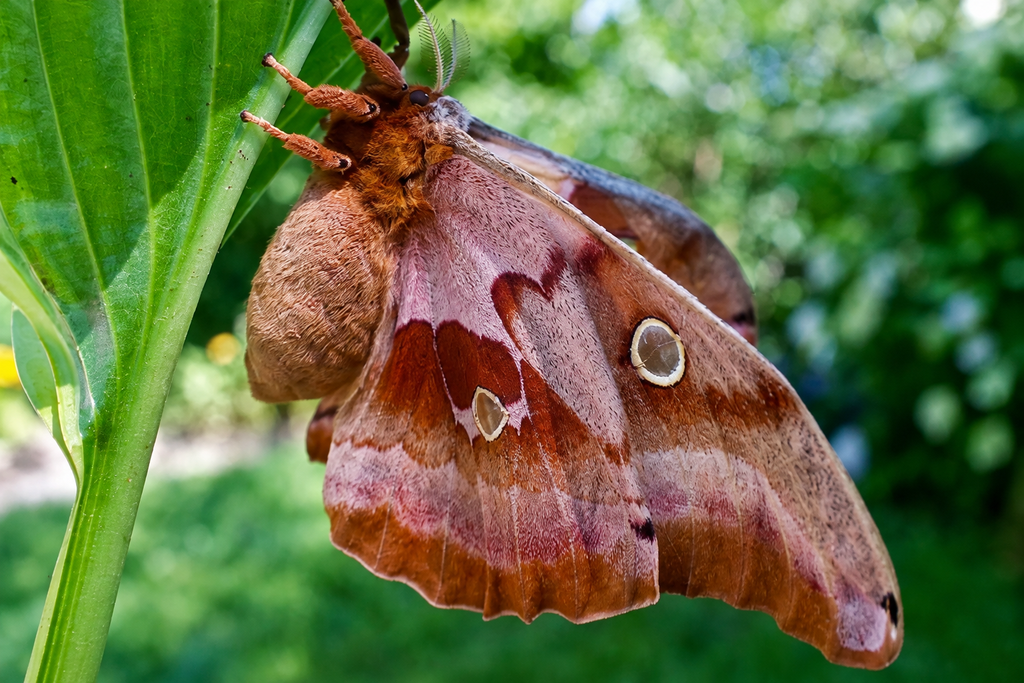 Polyphemus Moth Cocoon