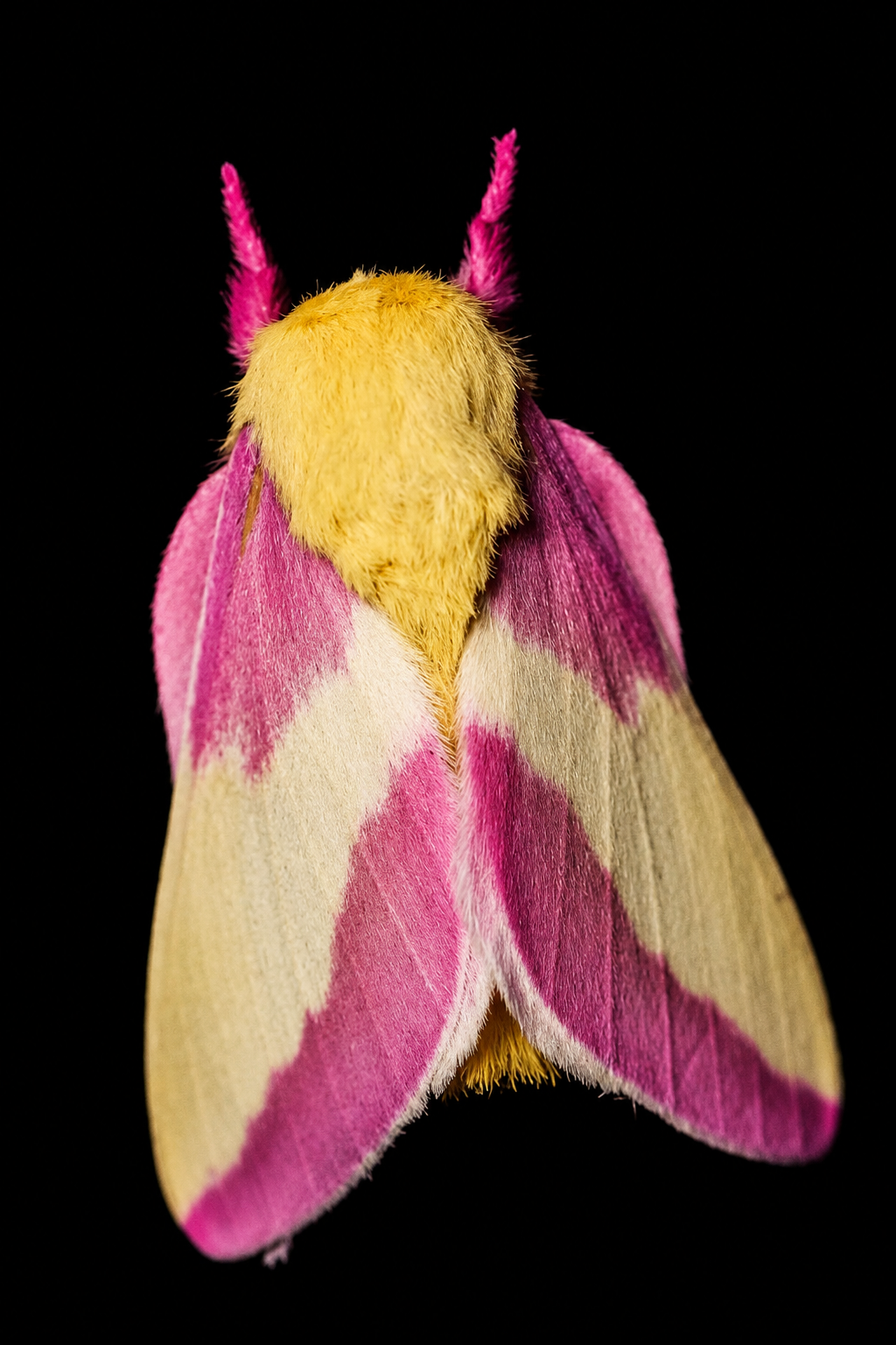 2026 Fall Pre order Rosy Maple Moth Pupa FREE SHIPPING