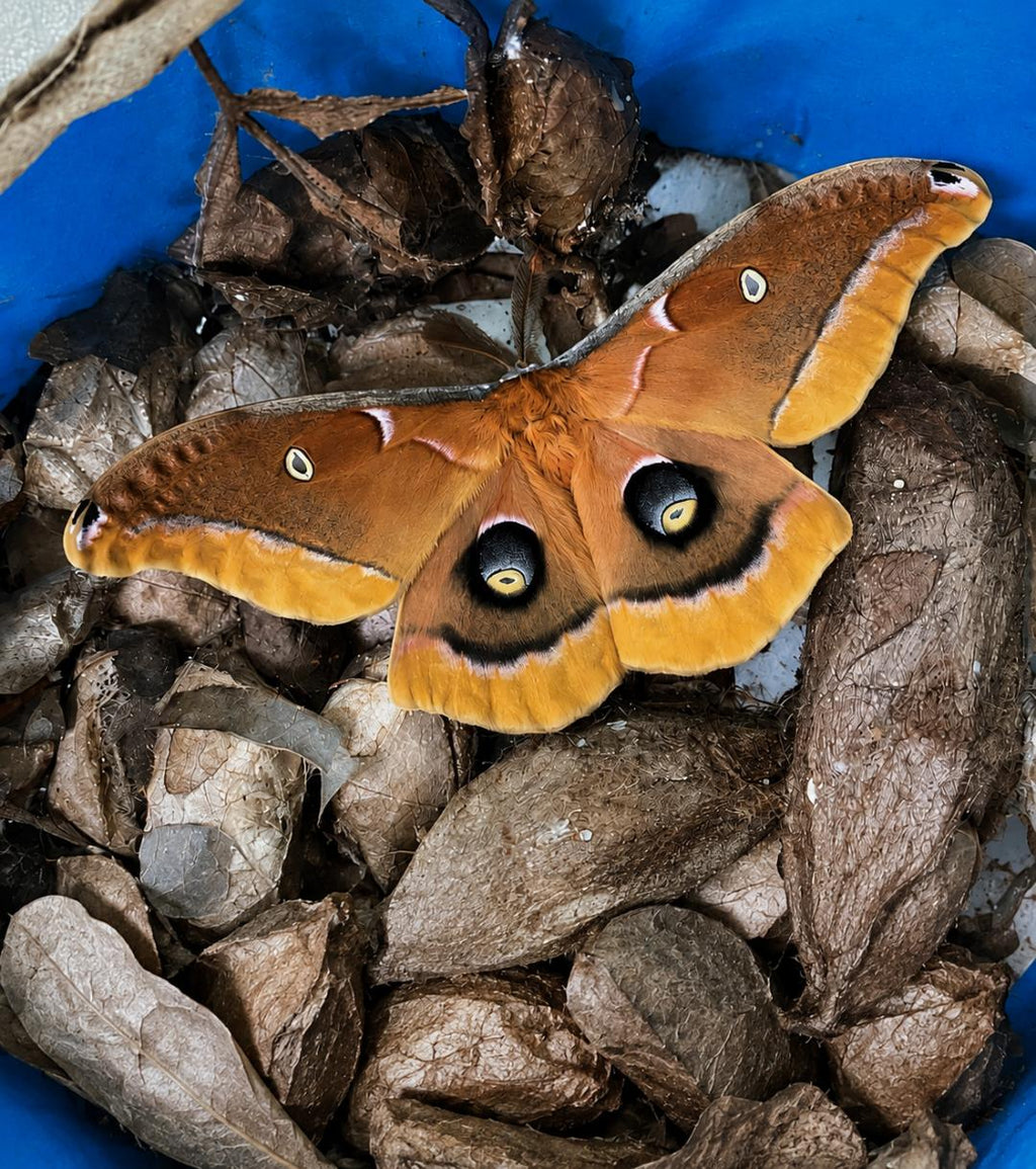 Polyphemus Moth Cocoon