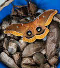 Polyphemus Moth Cocoon