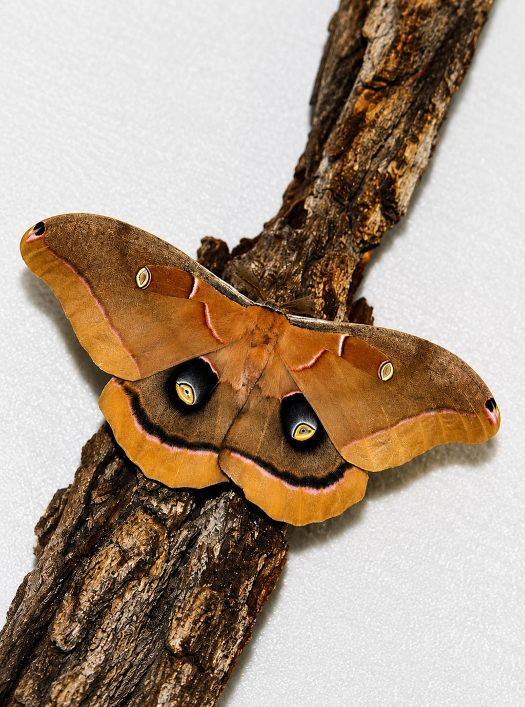 Polyphemus Moth Cocoon