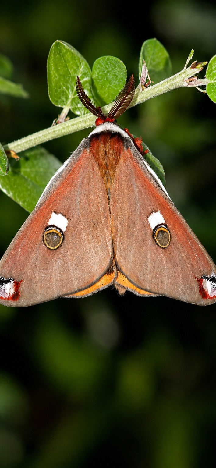 Walter's Silk moth Cocoon- Saturnia walterorum